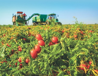 Agrofusion потребує розширення земельного банку, щоб зберегти обсяги виробництва томатної пасти